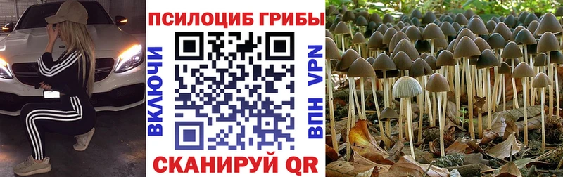 Галлюциногенные грибы Psilocybine cubensis Ступино