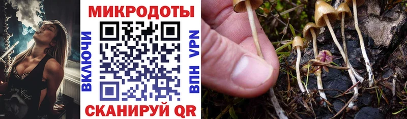 наркошоп  Ступино  Псилоцибиновые грибы Psilocybine cubensis 